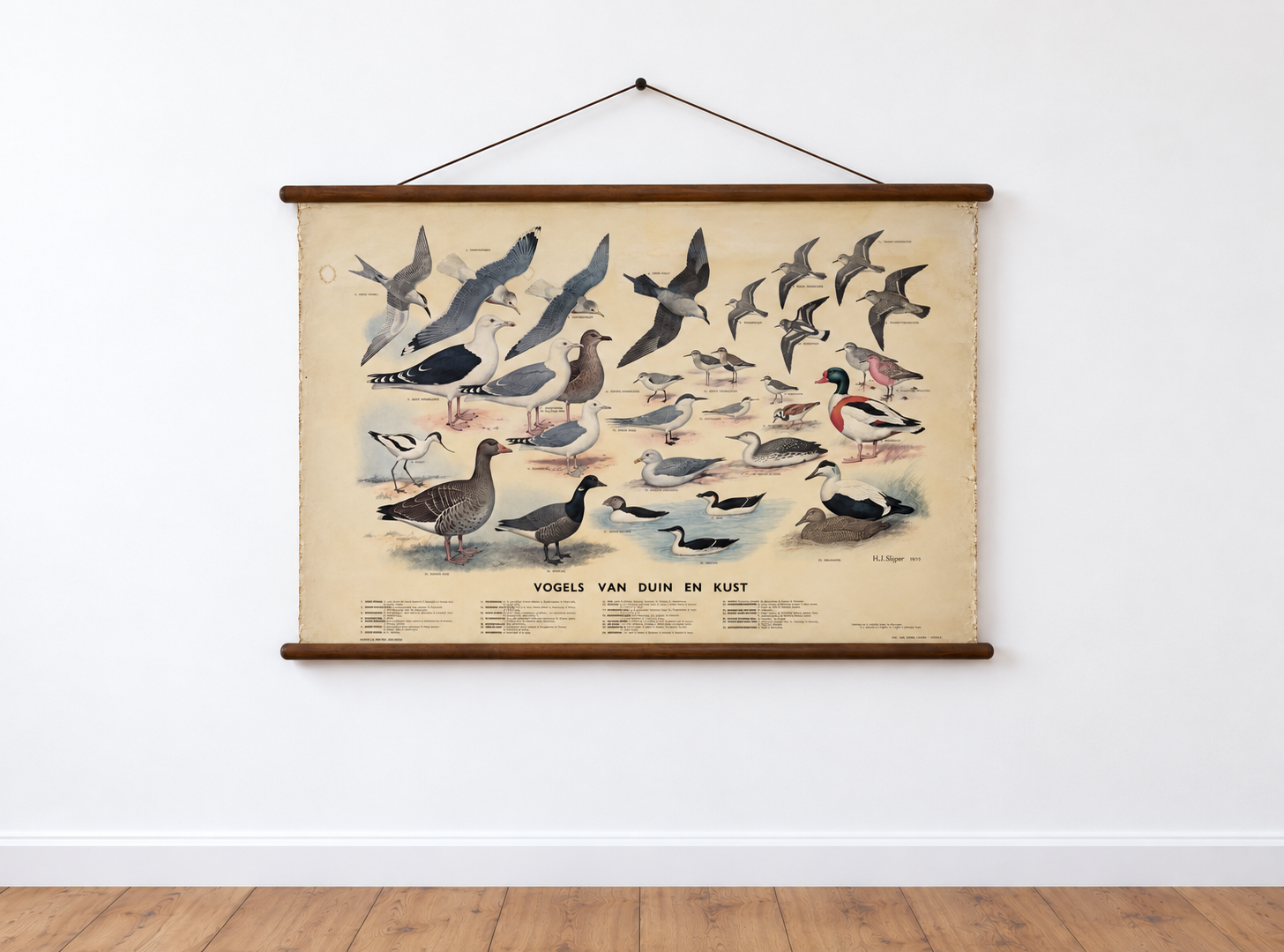 Mapa mural de zoología“aves de dunas y costas”by H.J.Slijper para N.V.W.J Thieme&Cíe Holanda 1959